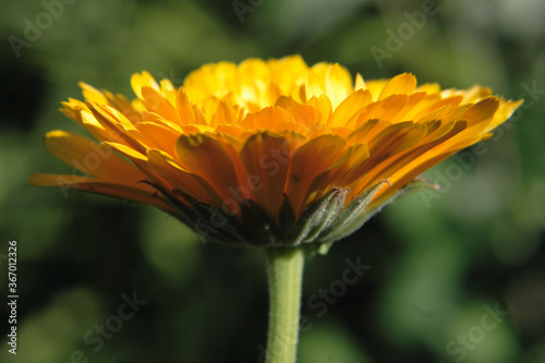 Close up of a orange calendula flowers on blurred garden background under sunshine. Selective focus and blurred background. 
