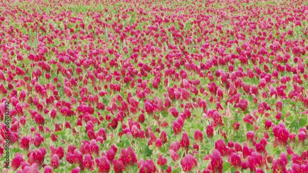 Field of blossoming crimson clover and flying bees gathering pollen, panning camera. Spring in agriculture. Erosion control plants. Meadow of Entomophilic italian clovers. Good luck, good omen concept Field of blossoming crimson clover and flying bees gathering pollen, panning camera. Spring in agriculture. Erosion control plants. Meadow of Entomophilic italian clovers. Good luck, good omen concept