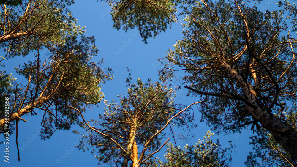 Obraz premium Baumkronen