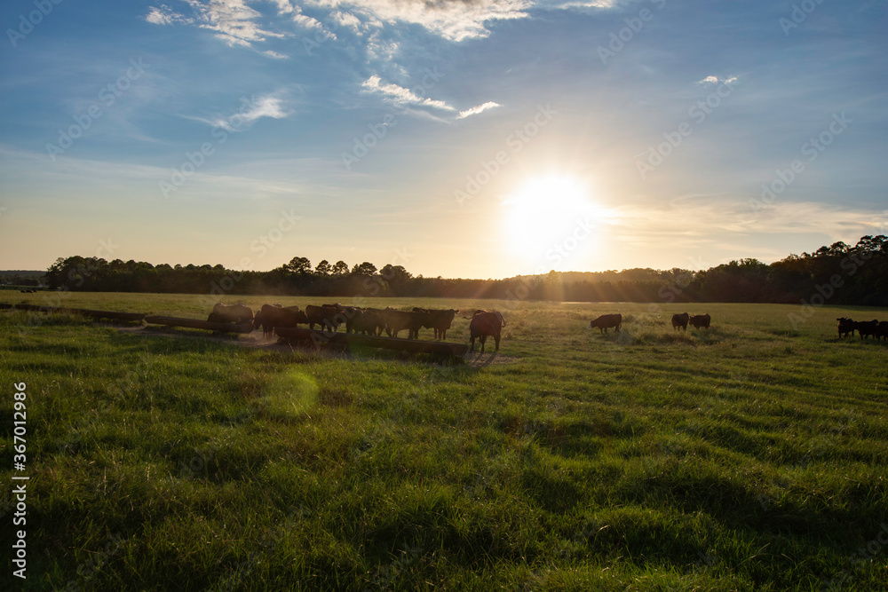 Fototapeta premium Stocker cattle in silouhette around trough backlit in pasture