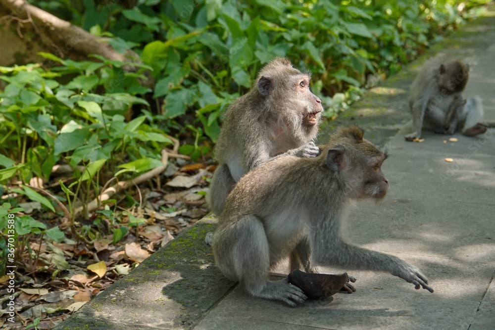 Macaque monkeys in the Monkey Forest of Bali.
