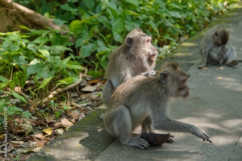 Macaque monkeys in the Monkey Forest of Bali. © konyt