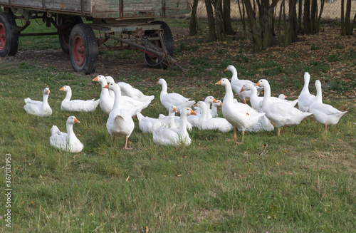 a group of white geese on a field