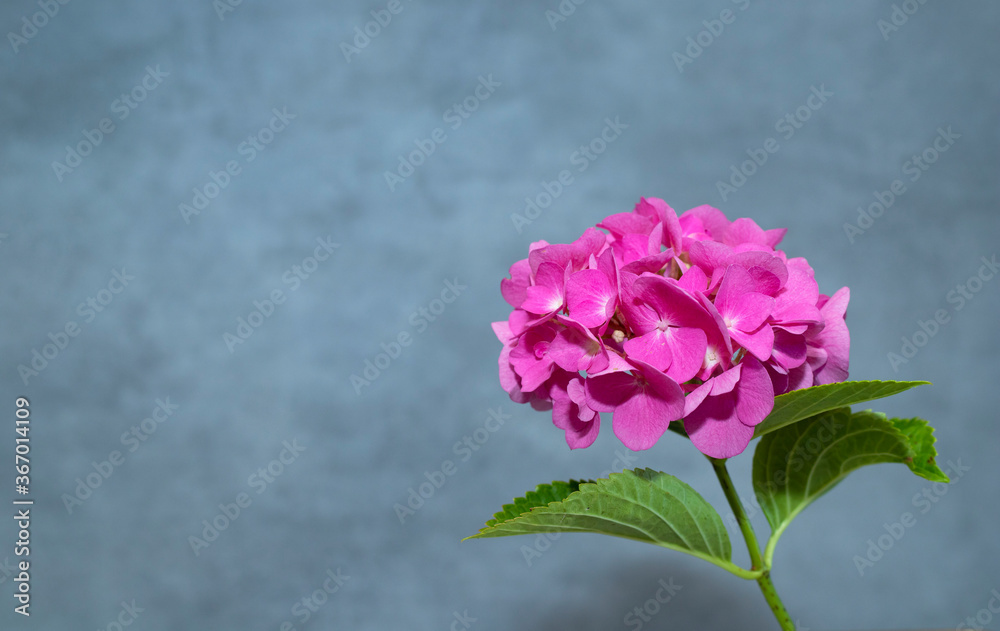 Beautiful hortensia isolated on grey background. Beautiful hortensia isolated on grey background.