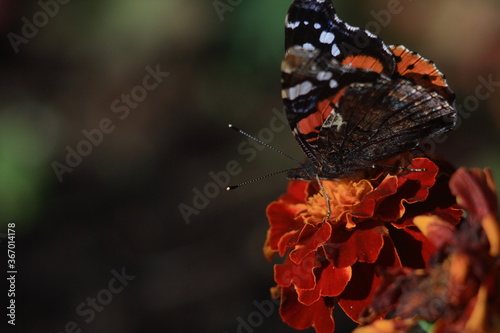 Red Admiral Butterfly (Vanessa atalanta) on marygold flower. photo