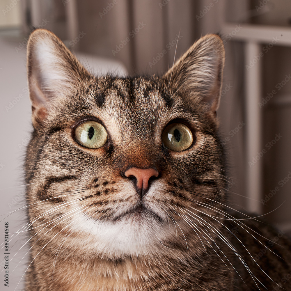 Surprised cat close up portrait