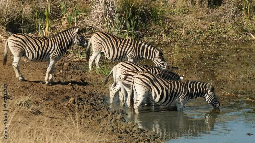 Plains Zebras drinking water in natural habitat, South Africa