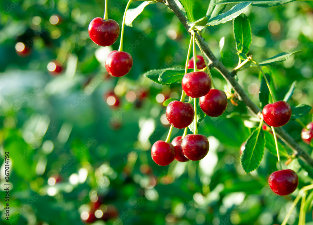 Obraz premium Cherry branch. Red ripe berries on the cherry tree. Green background. Crop time