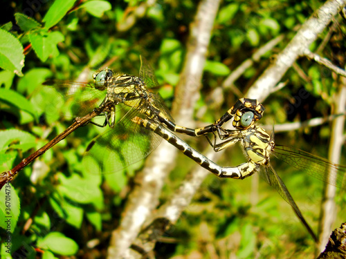 Close up of a pair of Club-tailed Dragonflies (Gomphus vulgatissimus) mating photo