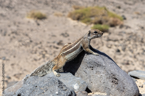 The Barbary ground squirrel (Atlantoxerus getulus). Fuerteventura. Canary Islands. Spain. © Sergey Kohl