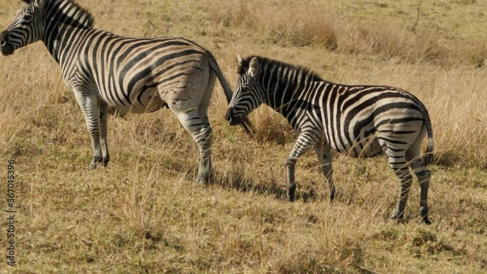 Plains Zebra in Natural Habitat, South Africa Plains Zebra in Natural Habitat, South Africa
