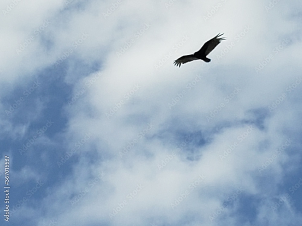 Vulture in flight