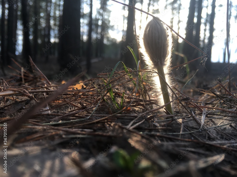 Obraz premium mushrooms in the forest