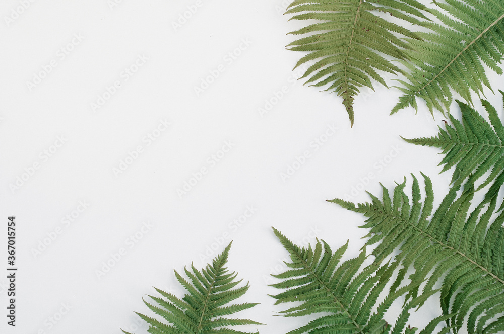 Obraz premium Fern botanical background, view from above, flat lay