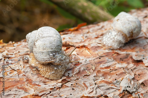 Forest snails. Two snails on the bark of a tree.