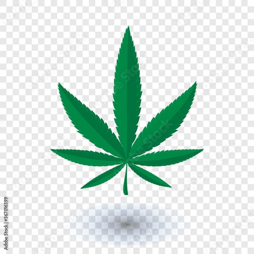 Cannabis marijuana leaf.marijuana leaf.cannabis leaf on transparent background drawing by illustration
