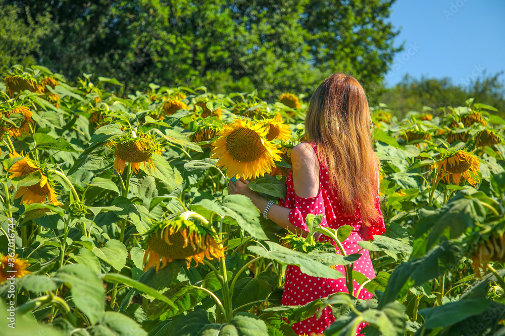 Young pretty woman in straw hat and white summer shirt posing at the sunflower's field. 