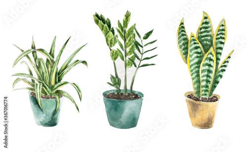 flower in a pot hand draw watercolor. Sansevieria watercolor in a pot.  chlorophytum watercolor in a pot. zamioculcas watercolor in a pot.  Set houseplant 