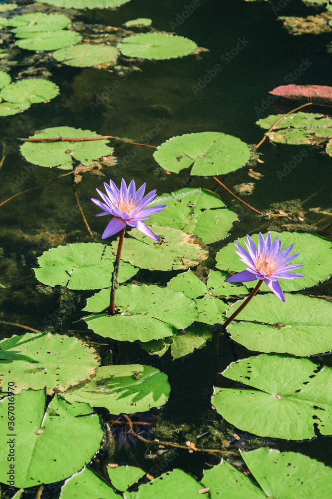 pink water lily pink water lily