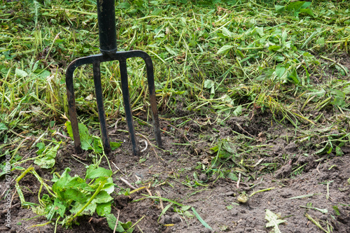 The garden forks are stuck in the ground. The black earth is partially covered with green grass. Background.