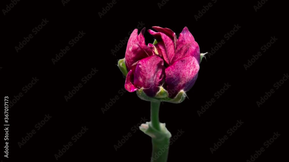 Time lapse of blooming Red geranium flower. Beautiful geranium flower opening up. Time lapse of blooming Red geranium flower. Beautiful geranium flower opening up.