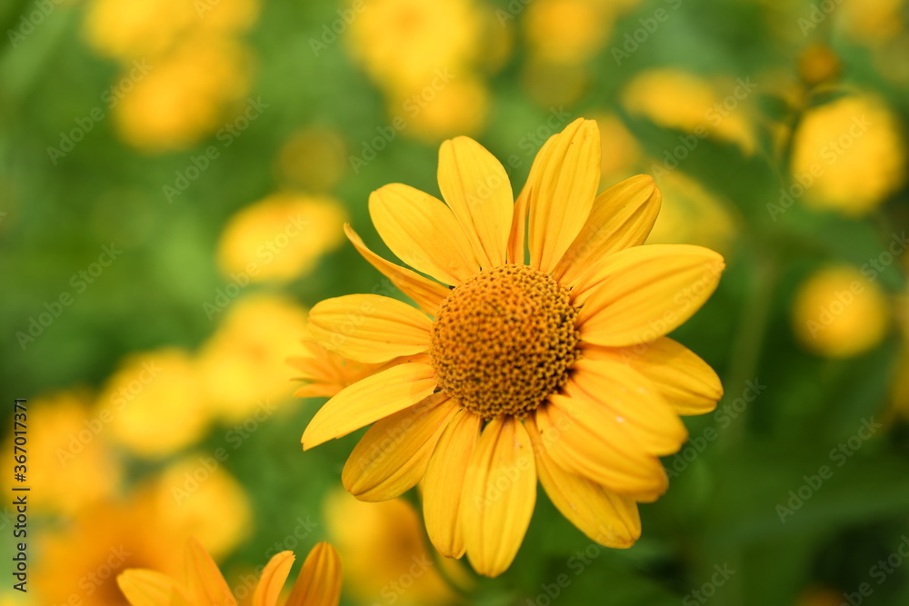 yellow chamomile yellow chamomile