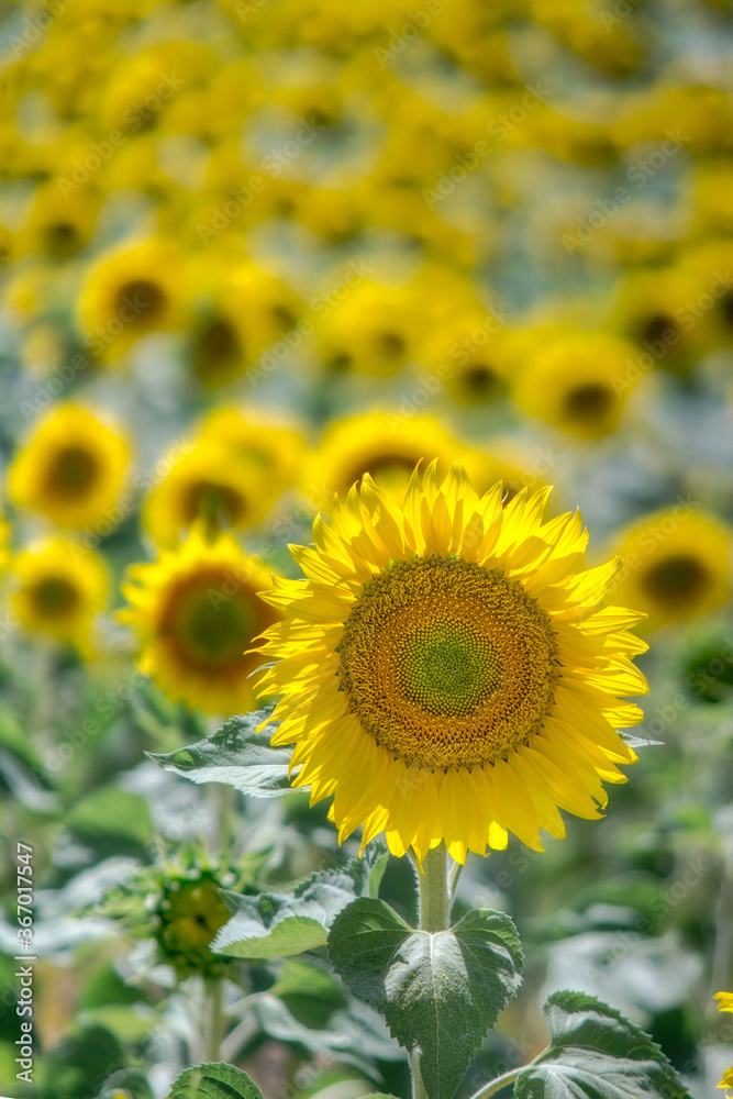 girasoles creciendo en los campos de Castilla