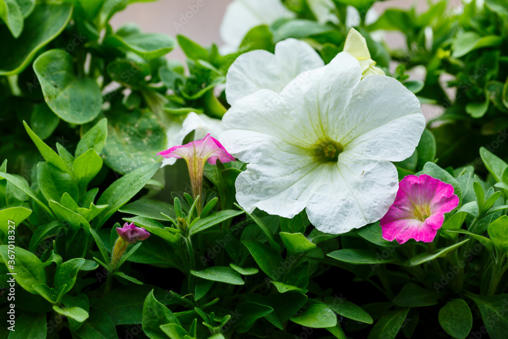 Beautiful fresh garden flowers to decorate the porch in the house Beautiful fresh garden flowers to decorate the porch in the house