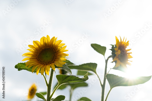 Sunflowers growing in the field