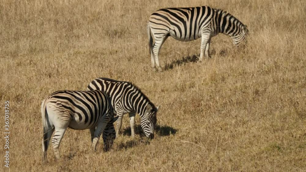 Plains Zebra in Natural Habitat, South Africa Plains Zebra in Natural Habitat, South Africa
