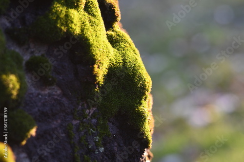 green moss