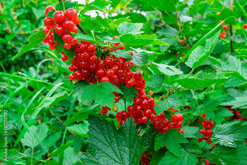 Red currant branch  on green leaves background