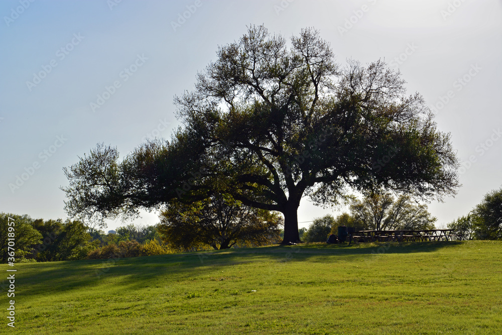 Obraz premium A large live oak tree is outlined in a Texas park.