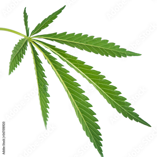Very textured green hemp leaf on a white table.Cannabis leaf on a white background.Openwork leaf of hemp.