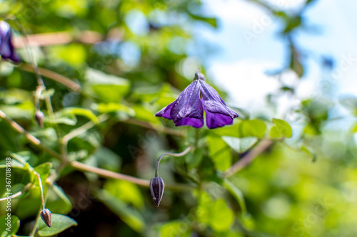 purble flower photo