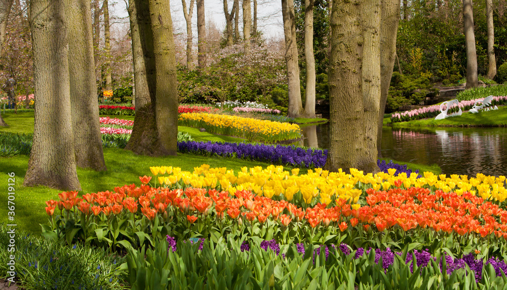 Fototapeta premium A botanical garden near Lisse, Netherlands