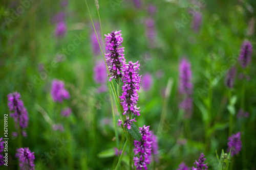 Wild flower. Plant in the field. 