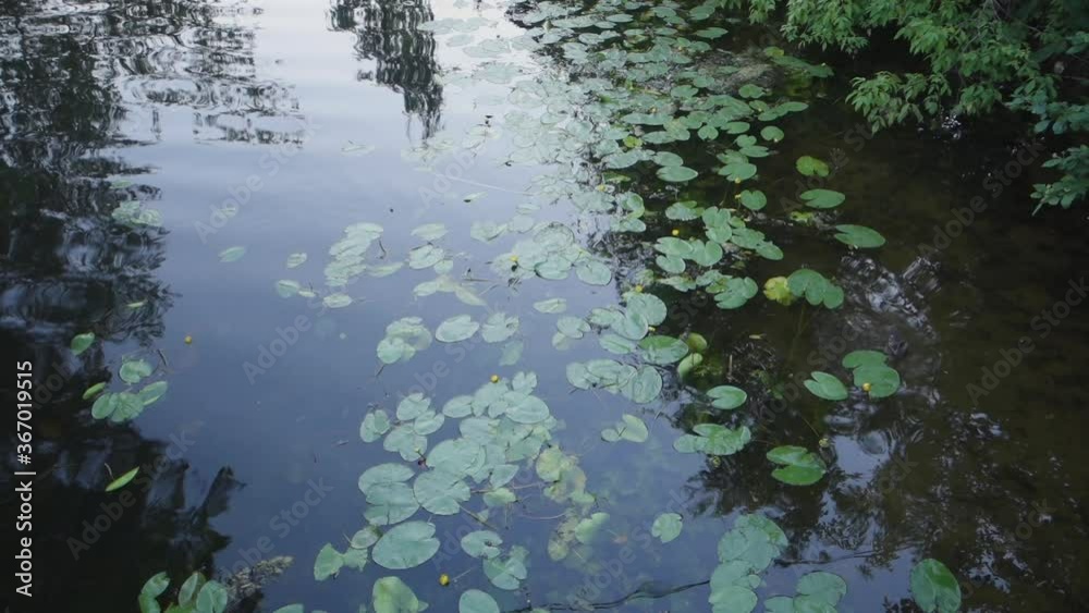 Ducks swim on a pond with water lilies. View from above. Ducks swim on a pond with water lilies. View from above.