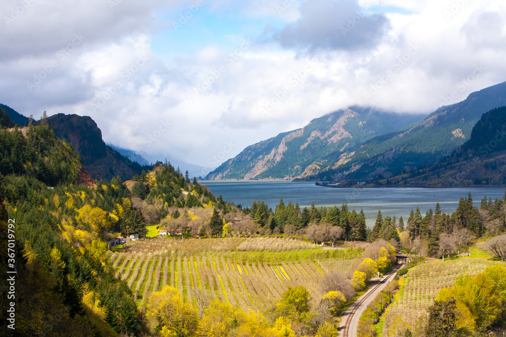 A pear orchard along the Columbia River in the Columbia River Gorge national Scenic Area, near Hood River, Oregon