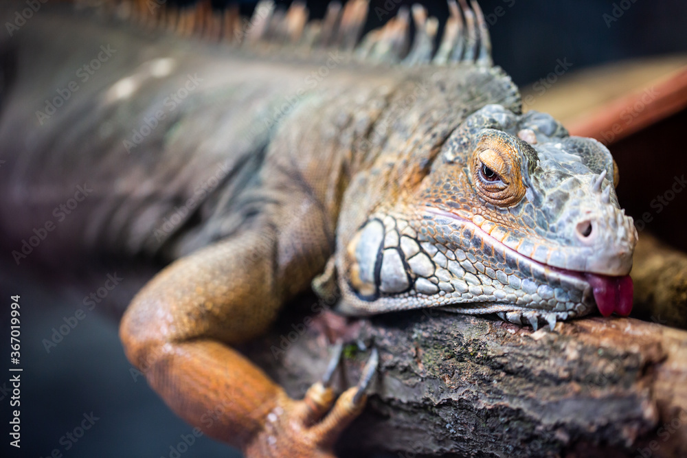 Obraz premium Lovely lizard lying and resting on the piece of tree