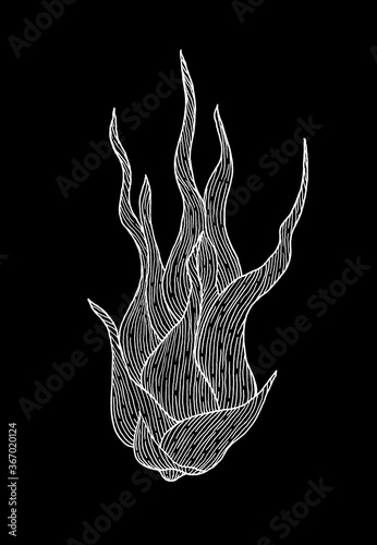 Tillandsia ink silhouette on black background. photo