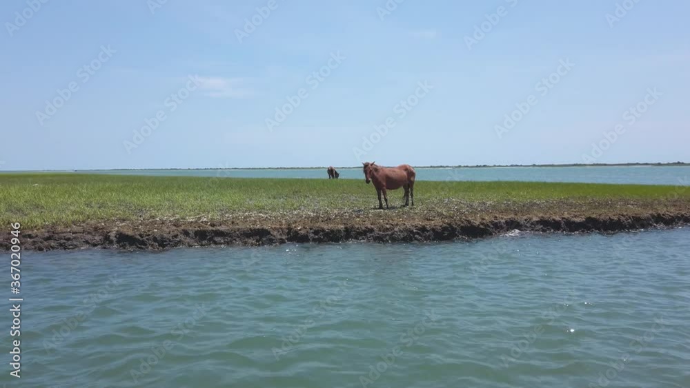 Wild Ponies at Cape Lookout National Seashore, NC