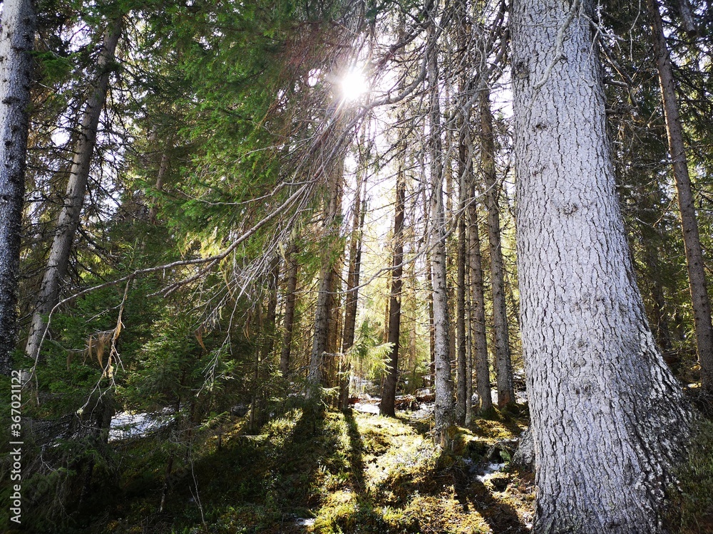 Obraz premium trees in the forest