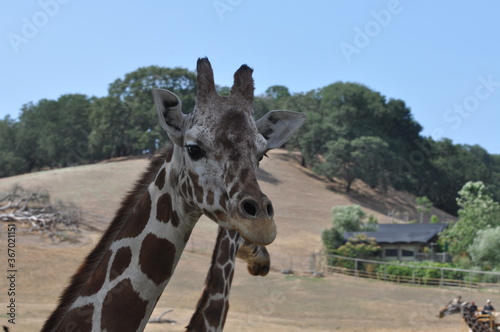 Canvas Print giraffe closeup