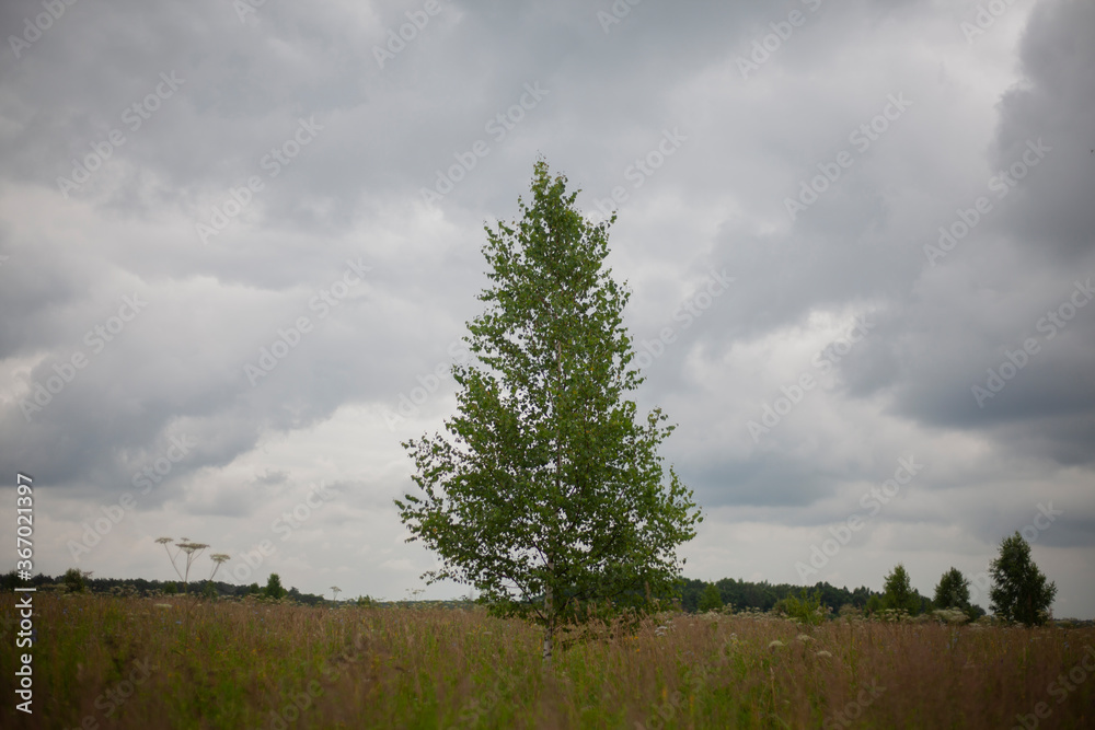 Birch in the field. Overcast weather. 
