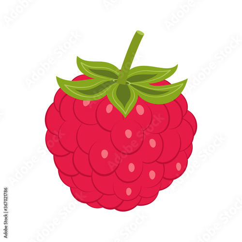 raspberry isolated on white background, vector illustration