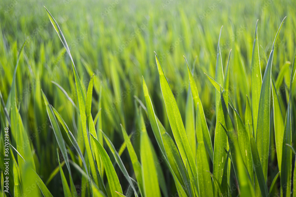 Commercial Photo of Grass, Drops on the green and fresh grass Commercial Photo of Grass, Drops on the green and fresh grass