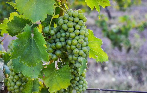 Wallpaper Mural Green Grapes in the vineyard Photography, Young grapes on the vine. Torontodigital.ca