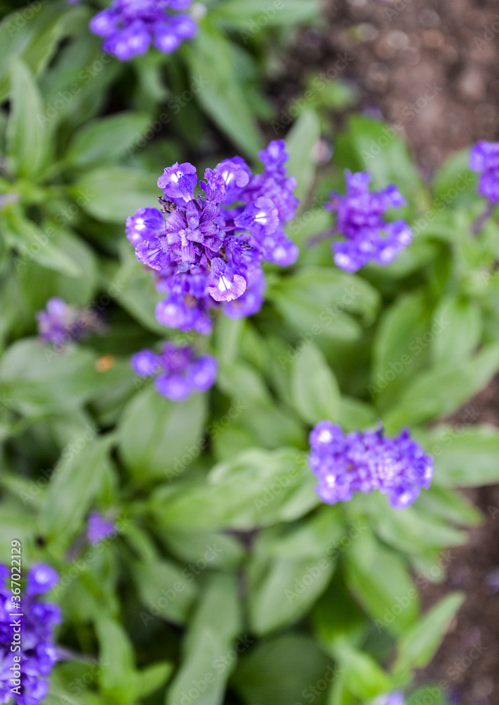 Photography of Purple Lavender Bloom Photography of Purple Lavender Bloom