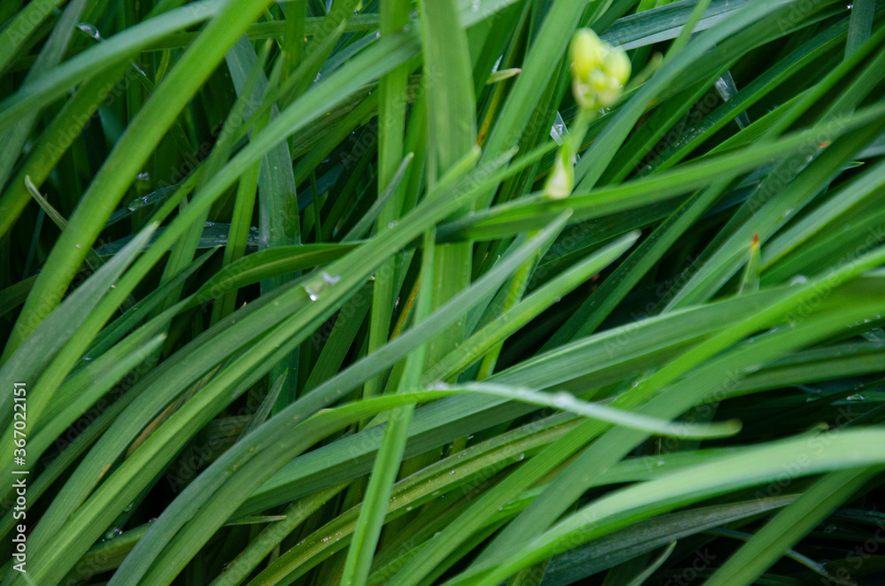 Fresh grass close up photo, green leaves. Green summer background Fresh grass close up photo, green leaves. Green summer background